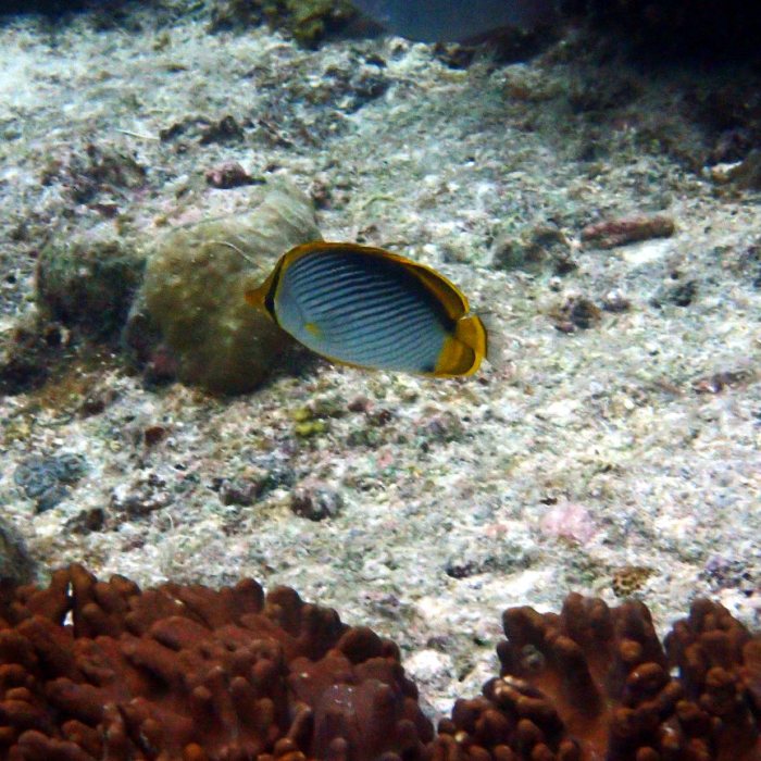 Chaetodon melannotus