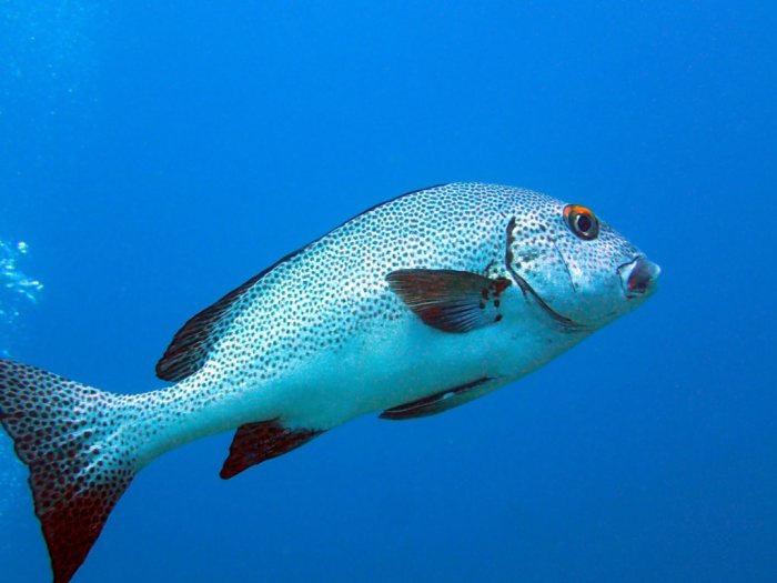 Plectorhinchus picus