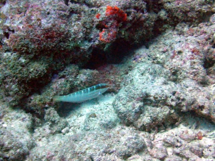 Coris dorsomaculatus