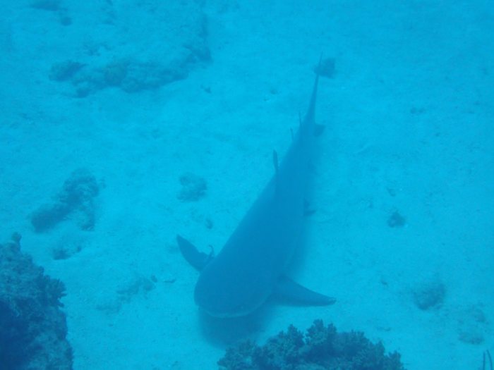 Requin à pointe blanche du lagon