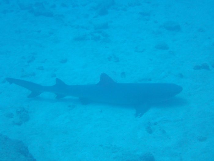 Requin à pointe blanche du lagon