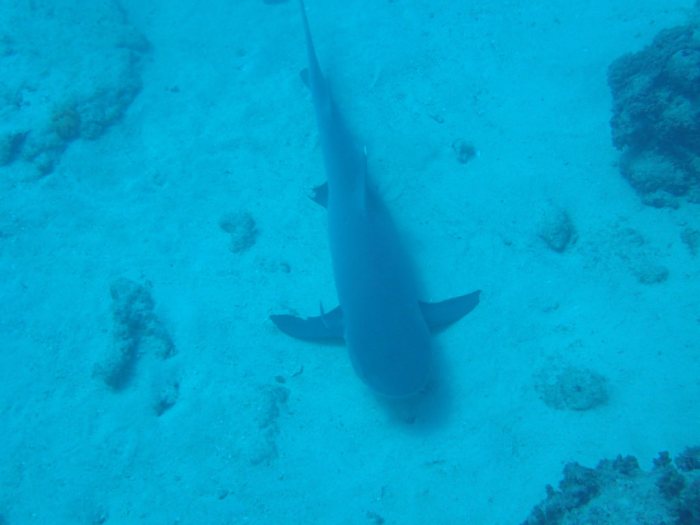 Requin à pointe blanche du lagon