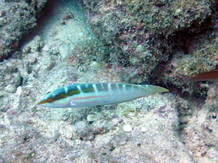 Coris dorsomaculatus
