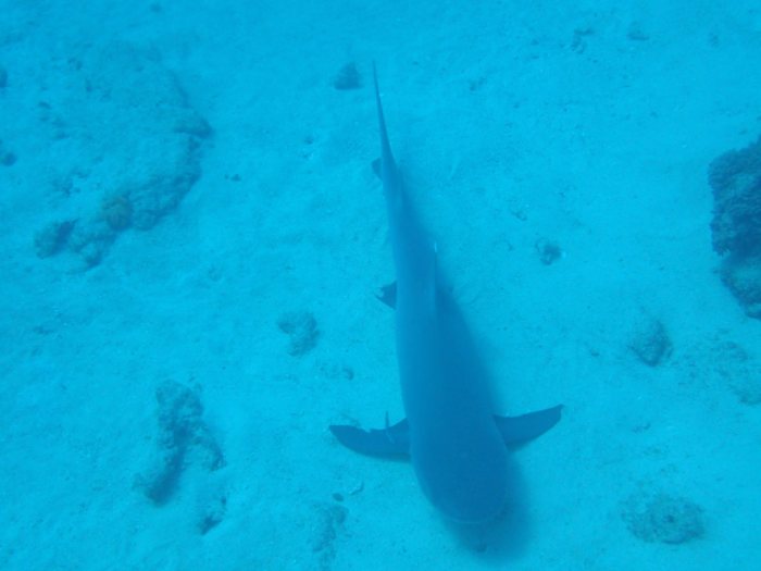 Requin à pointe blanche du lagon