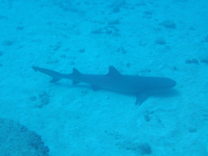 Requin à pointe blanche du lagon