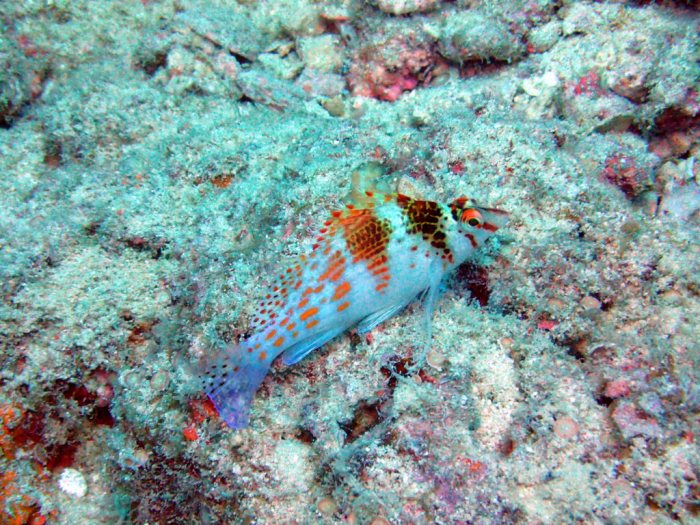 Cirrhitichthys falco