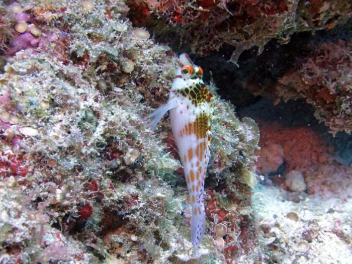Cirrhitichthys falco