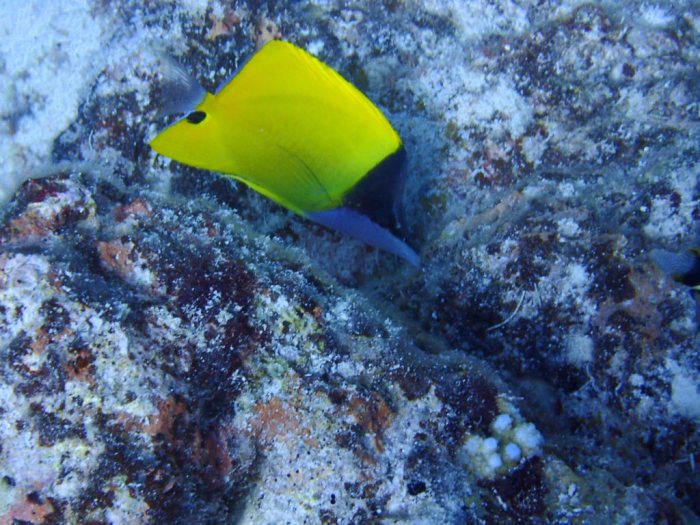Forcipiger flavissimus
