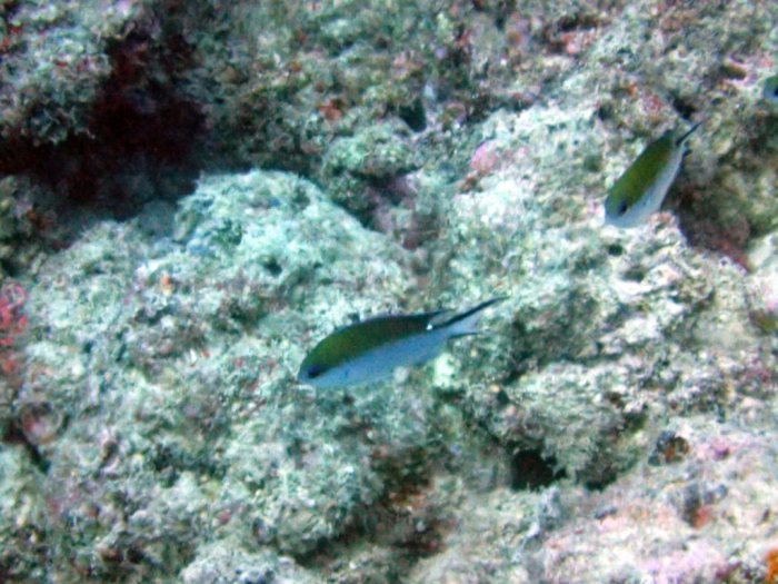 Chromis fumea