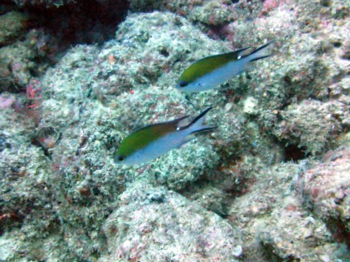 Chromis fumea