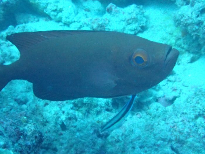 Epinephelus fasciatus