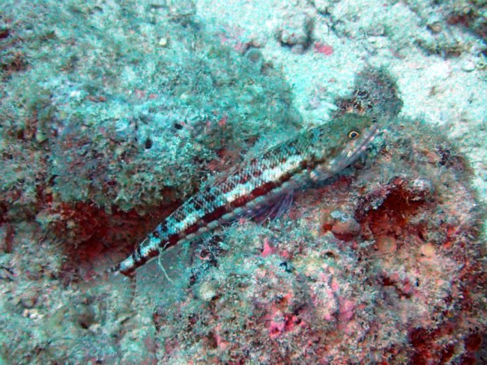 Synodus variegatus