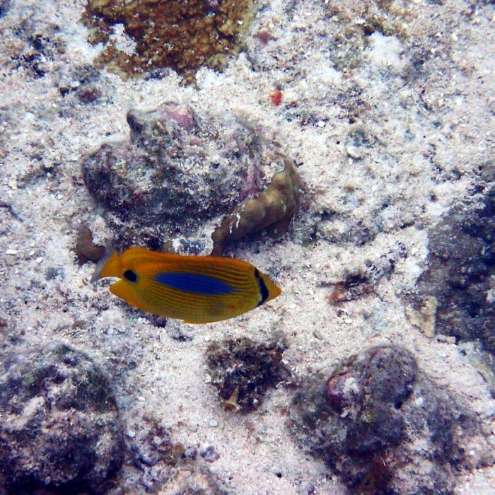 Chaetodon plebeius