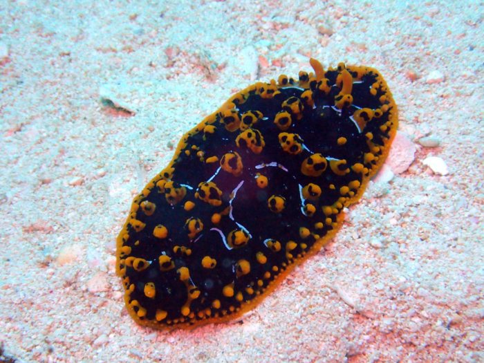 Phyllidia ocellata