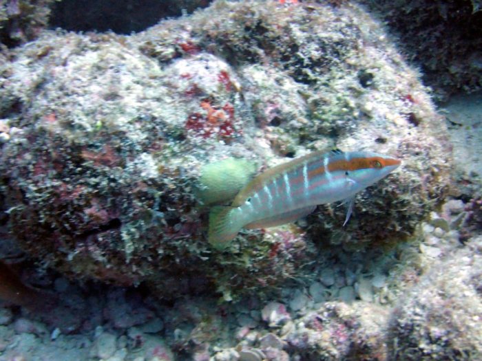 Coris dorsomaculatus