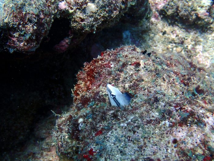 Aspidontus dussumieri