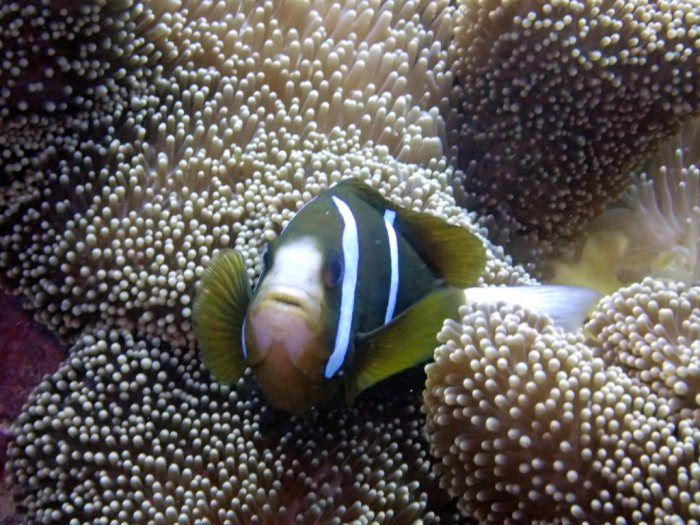 Amphiprion akindynos