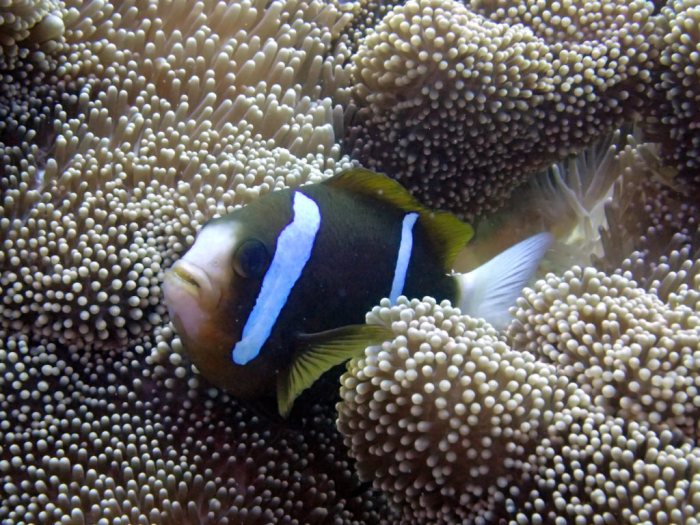 Amphiprion akindynos