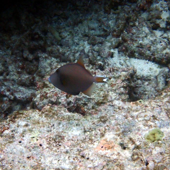 Sufflamen chrysopterum