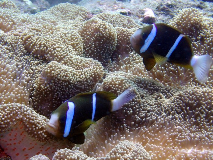 Amphiprion akindynos