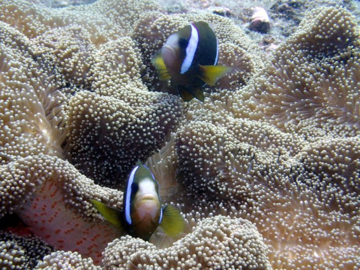 Amphiprion akindynos