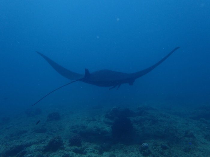 Mobula alfredi