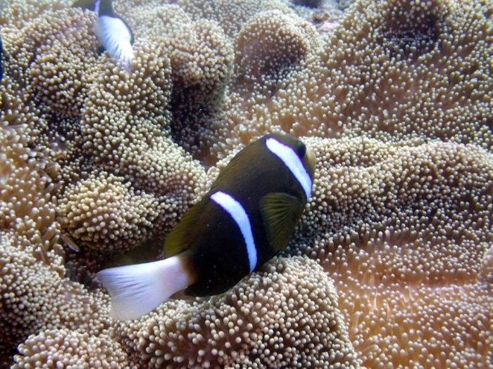 Amphiprion akindynos