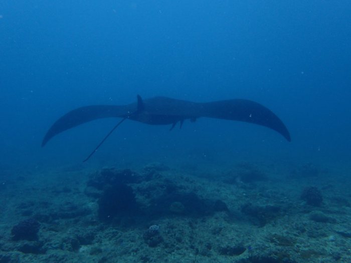 Mobula alfredi