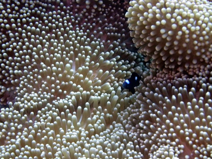 Dascyllus trimaculatus