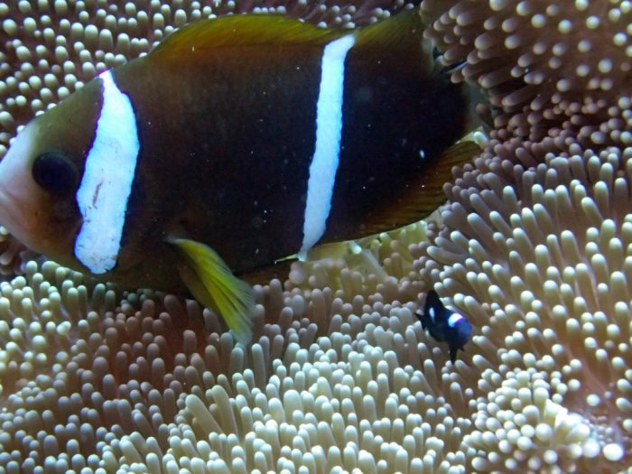 Amphiprion akindynos