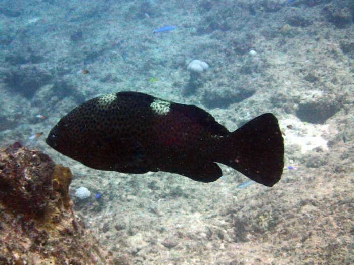 Epinephelus maculatus