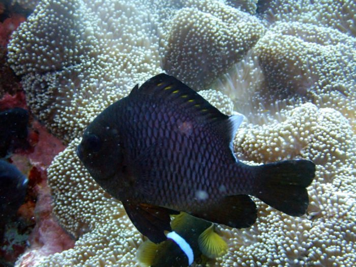 Dascyllus trimaculatus