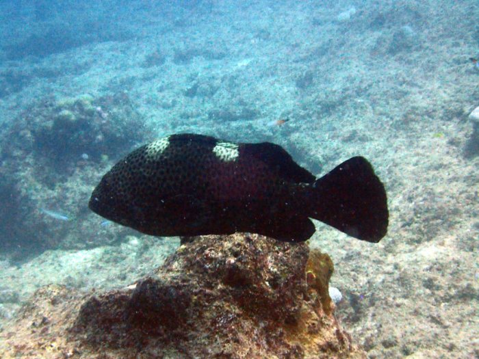 Epinephelus maculatus