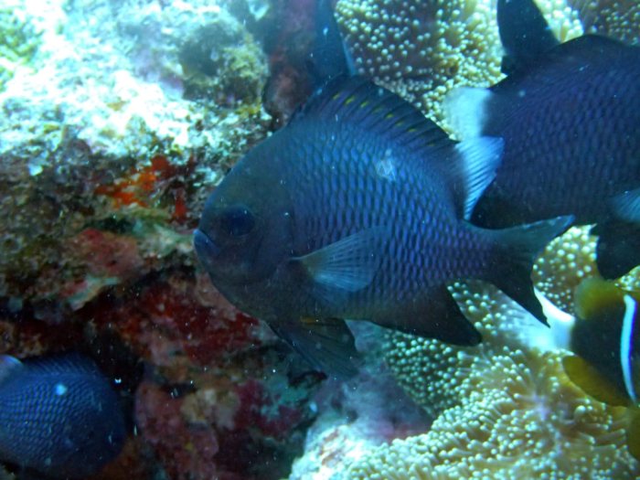 Dascyllus trimaculatus