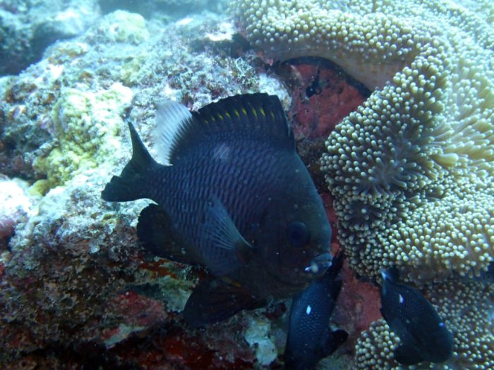 Dascyllus trimaculatus