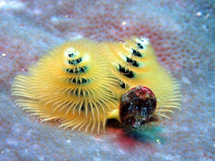 Spirobranchus corniculatus
