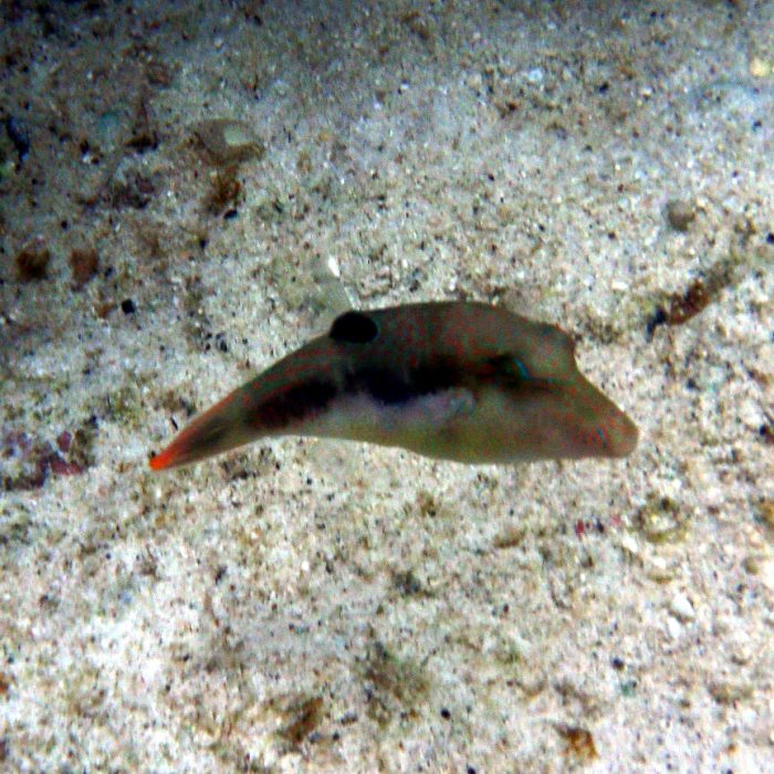 Canthigaster benneti