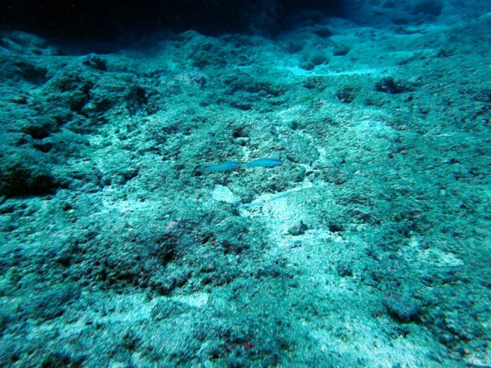 Valenciennea strigata