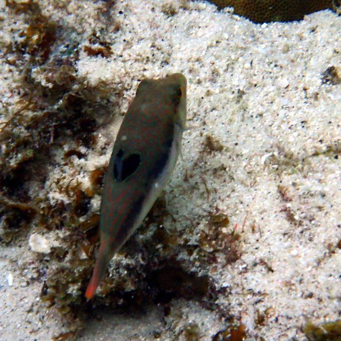 Canthigaster benneti