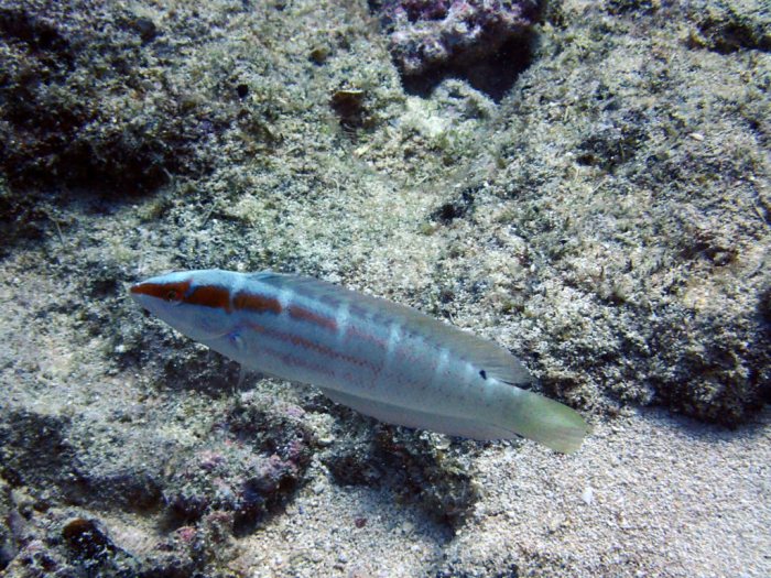 Coris dorsomaculatus
