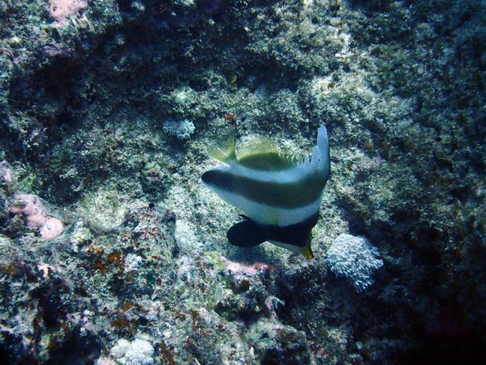 Heniochus chrysostomus