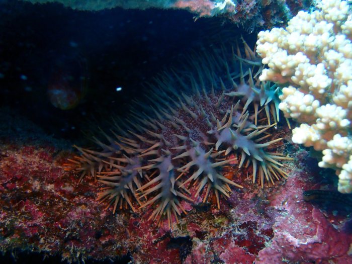 Acanthaster planci