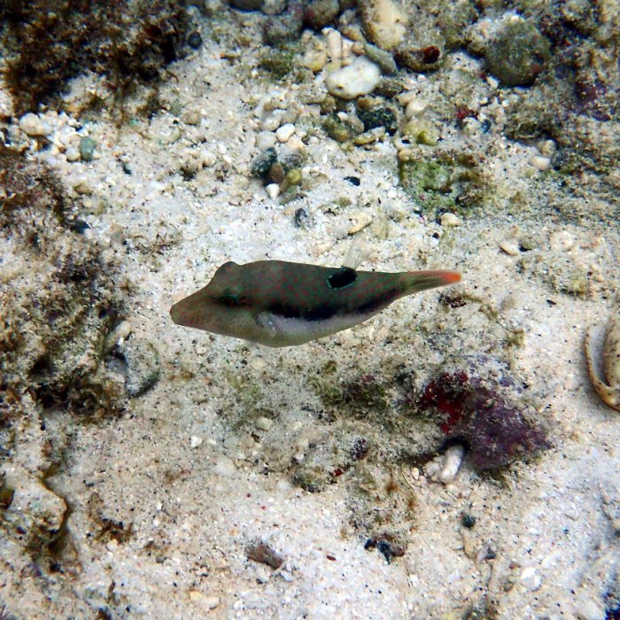 Canthigaster benneti
