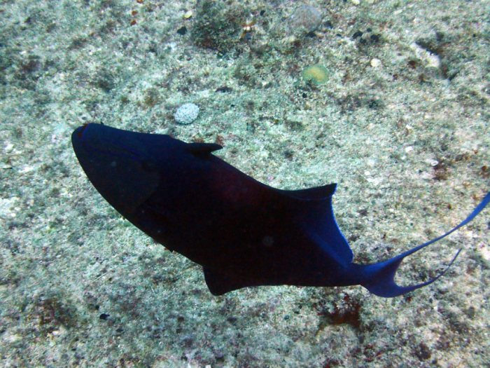 Odonus niger