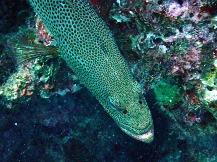 Anyperodon leucogrammicus