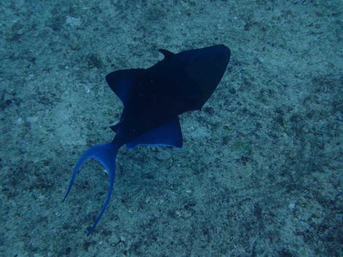Odonus niger