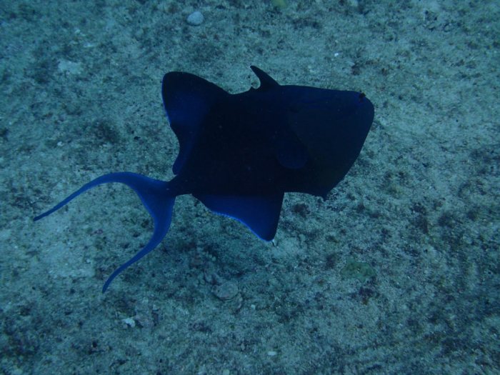 Odonus niger