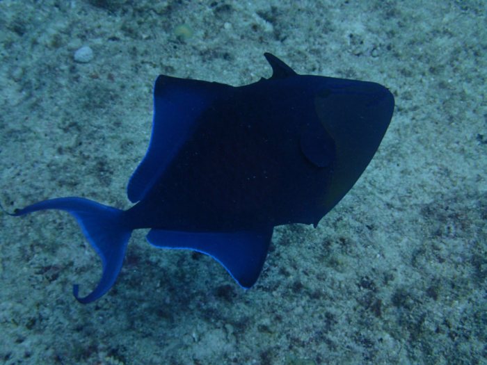 Odonus niger