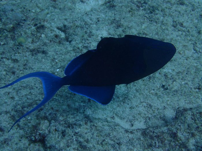 Odonus niger