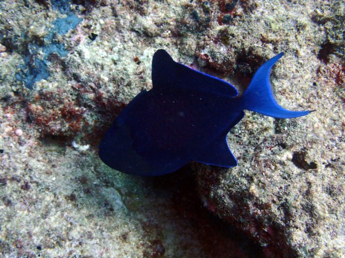 Odonus niger